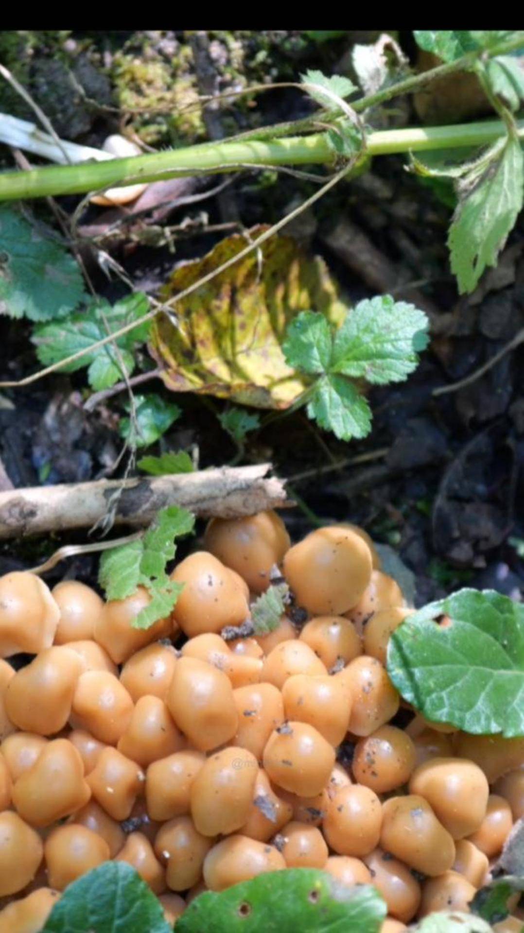 Грибы ( Мезмай, сентябрь )