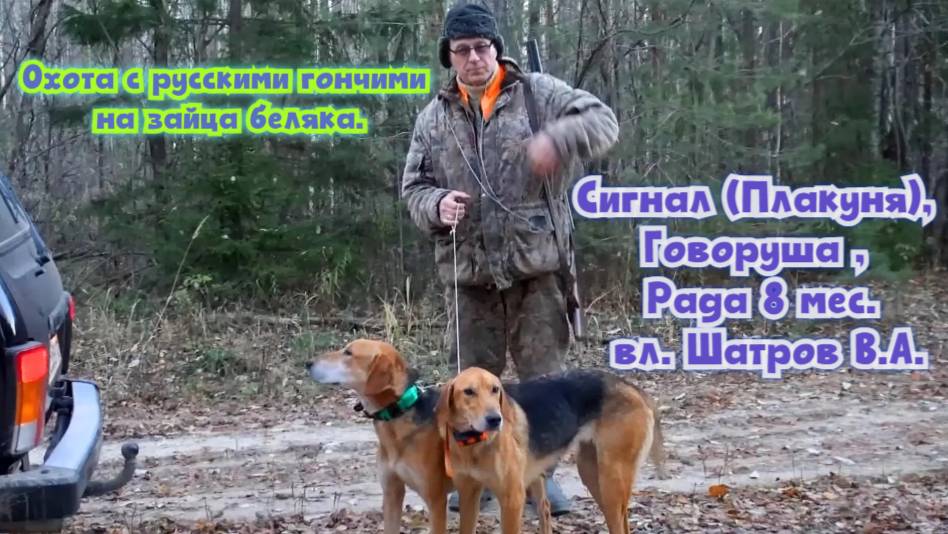 Охота с русскими гончими на зайца беляка - Сигнал (Плакуня), Говоруша , Рада 8 мес. вл. Шатров В.А.