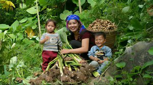Собираю таро и имбирь для продажи на рынке. Варю таро для двух маленьких детей. Жизнь для Вьетнаме