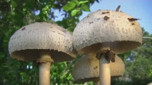 Как растут грибы. Зонтик Моргана