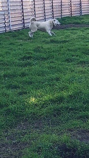 КАВКАЗСКИЙ ВОЛКОДАВ ГОРОЧ 1:0. 
ВЕС 70КГ
РОСТ 80СМ ХОЛК