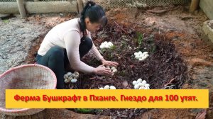Ферма Бушкрафт в Пханге. Вьетнам. Большое гнездо для уток, чтобы они высиживали яйца.