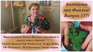 Болталка про Фиалки! Выпуск 177! Пересаживаем детки Фиалок и беседуем о наших новых сортах!
