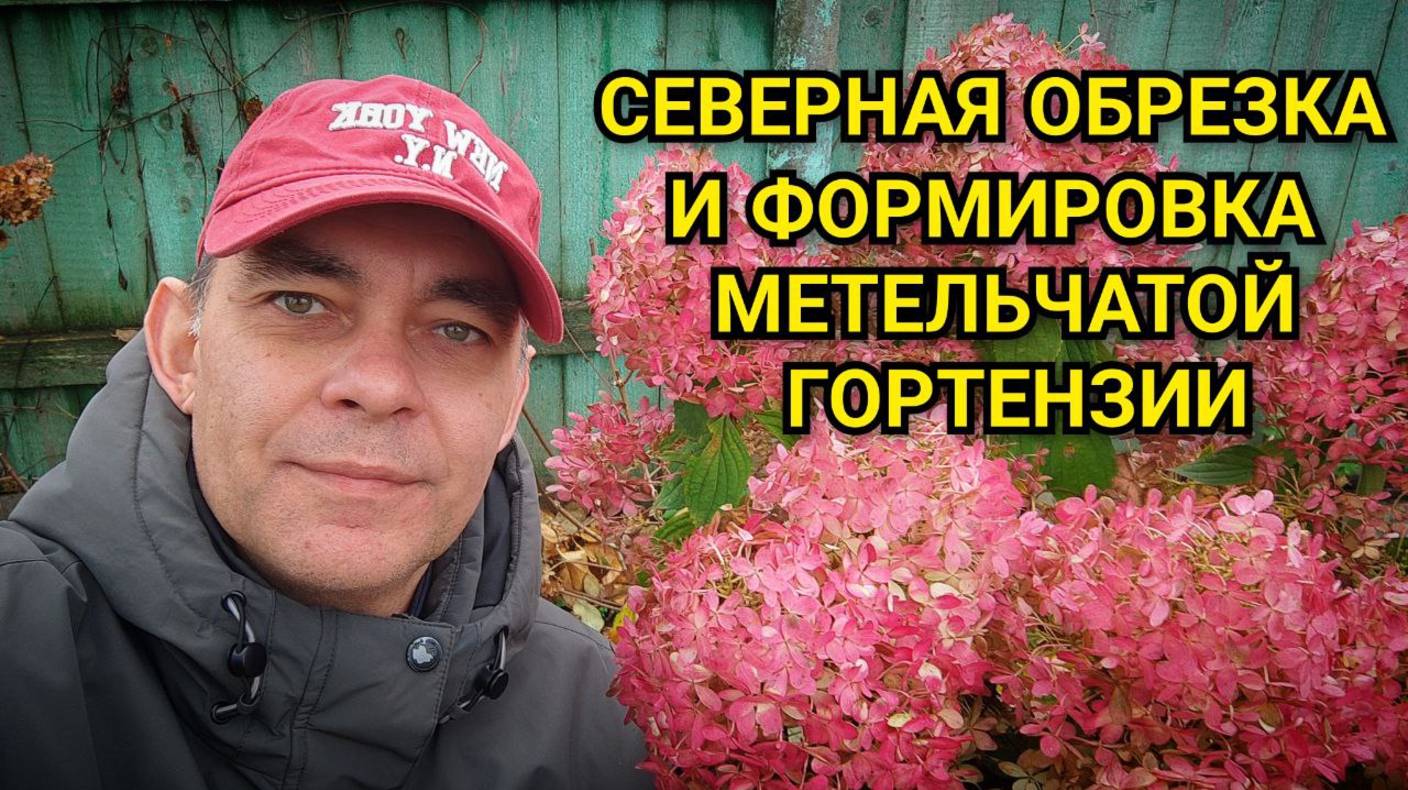 Обрезка метельчатой гортензии Самарская Лидия на раннее цветение для средней полосы и севера смотреть онлайн