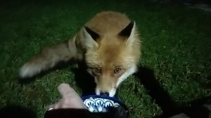 (1156) Лиса приходит в гости. Октябрь 2025