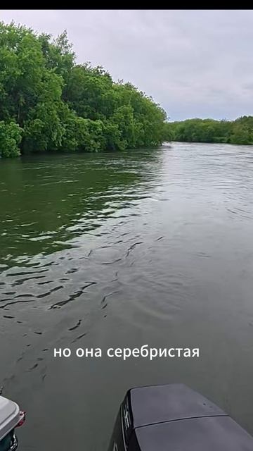 ЧАВЫЧА-2025! ТАКАЯ РЫБАЛКА БЫВАЕТ ТОЛЬКО НА КАМЧАТКЕ! 🎣🔥