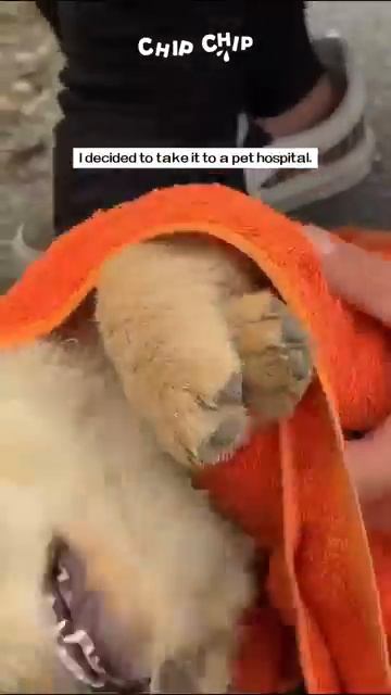 I saw a dog tied in the middle of the road I ran over to save it [get.gt] смотреть онлайн