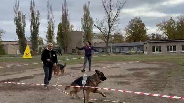 МОЛОДЫЕ КОБЕЛИ / КЧК ШАХТЫ 3 ноября`25 Н.Павлова Моно немецких овчарок смотреть онлайн