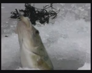 На какие приманки зимой на Ахтубе ловят Обыкновенного окуня (European perch) — Perca fluviatilis ?