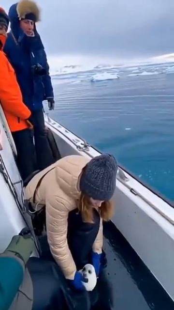Seal entrusts humans with her cub смотреть онлайн