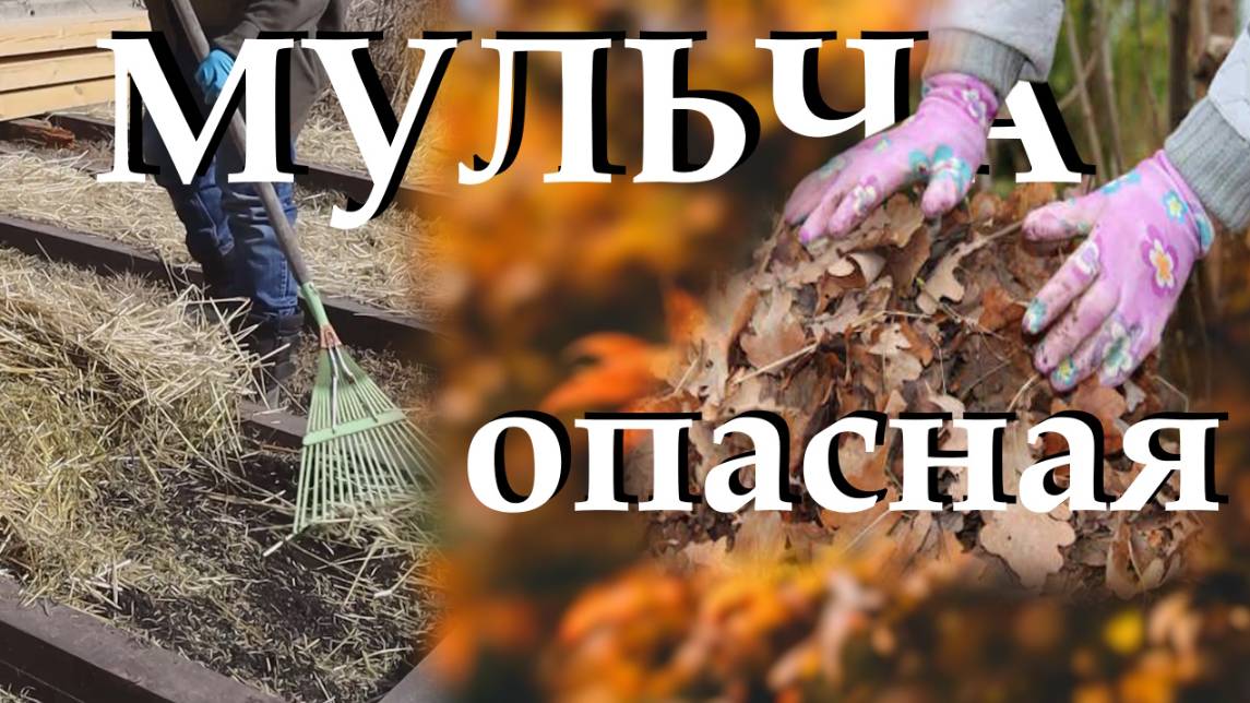 Какая мульча может быть опасной. Разбираем все нюансы и тонкости укрывных материалов смотреть онлайн