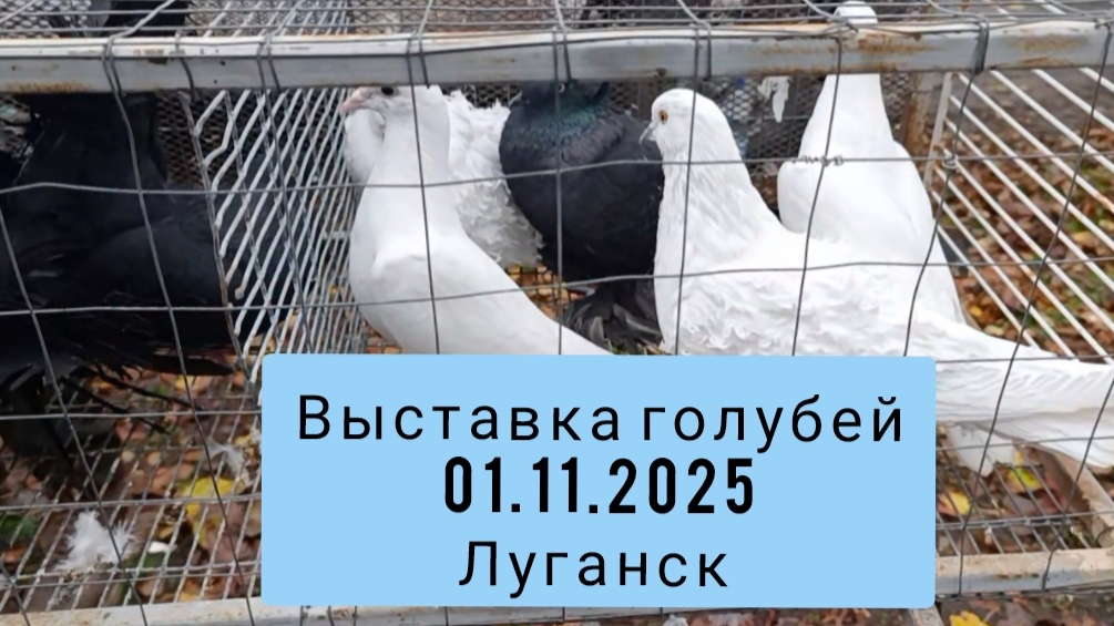 Выставка голубей и домашних животных Луганск 1 ноября 2025г
