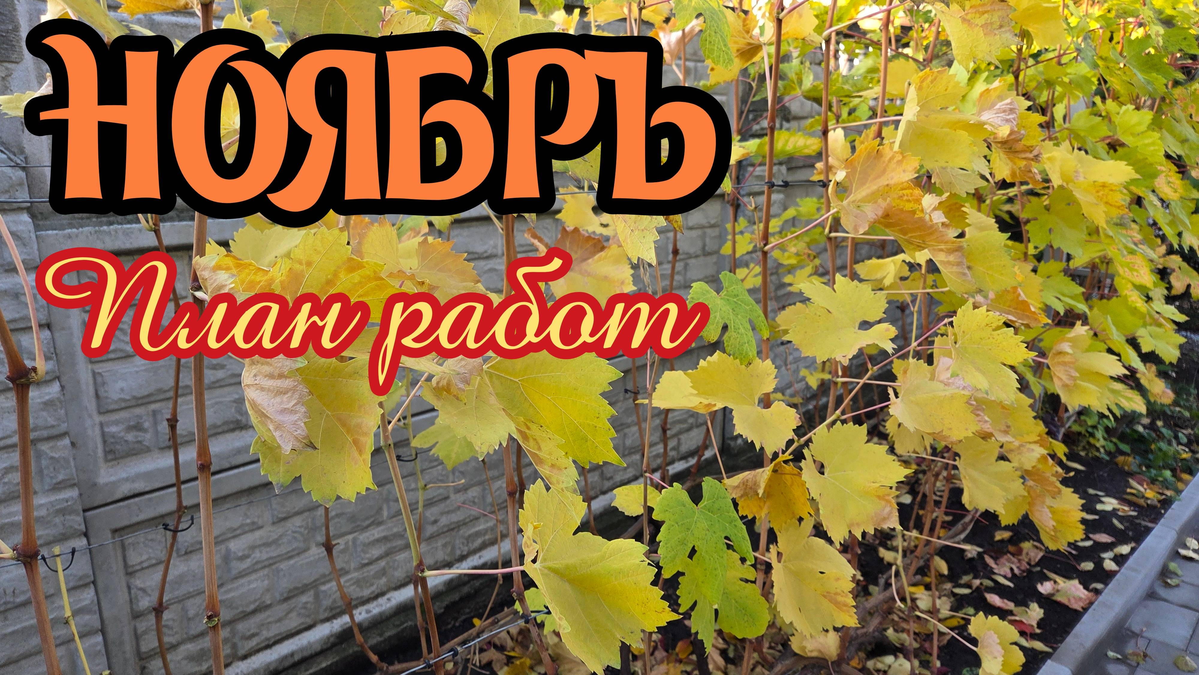 НОЯБРЬ 2025. План работ на винограднике. смотреть онлайн