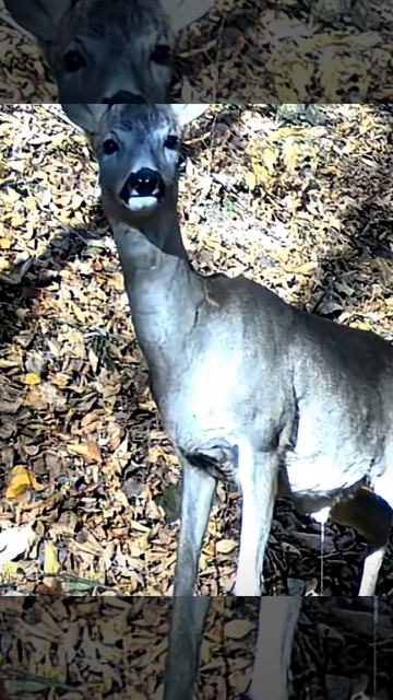 Козлик видео фото ловушки смотреть онлайн