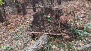 Землянка у ручья. Спасение от бури Белорусская неделька. Драники из бульбы