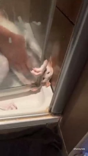 Если вы хотели помыть кота, посмотрите это видео!!!