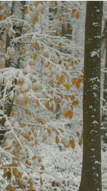 Первый снег смотреть онлайн