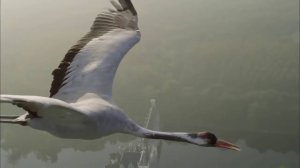 Далеко журавли улетали.