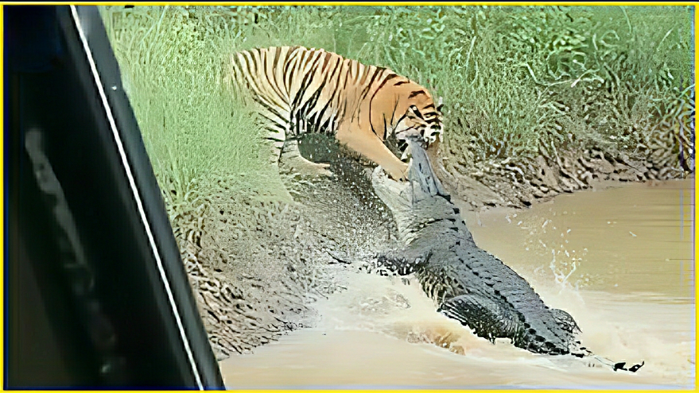 Лучшие невероятные моменты с животными. Best compilation смотреть онлайн