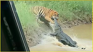 Лучшие невероятные моменты с животными. Best compilation