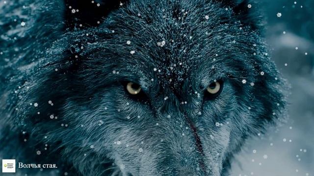 ПРЕМЬЕРА ПЕСНИ "Волчья стая". смотреть онлайн