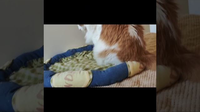 Котик смотреть онлайн