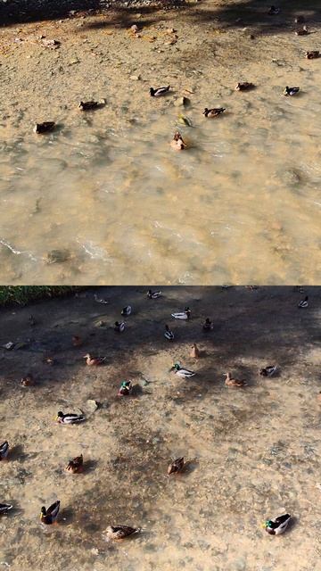 Нашествие уток 🦆 смотреть онлайн