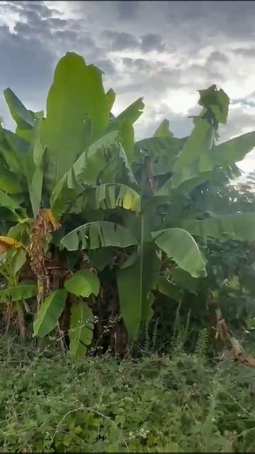 Земельный участок в Сириусе!