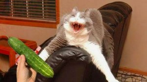 СМЕШНО ДО СЛЕЗ 😹😍 СМЕШНЫЕ КОТЫ, ЛУЧШИЕ ПРИКОЛЫ С КОТАМИ, КОШКИ, СОБАКИ , ЖИВОТНЫЕ 🥰