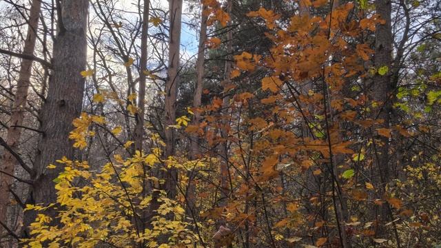 2025-11-02-130524204.mp4