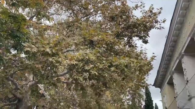 Алушта часть 2 поездка в Ялту ноябрь 2025 г. Санаторий Славутич смотреть онлайн