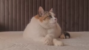 Покажу вам временную кухню и отвечу на некоторые ваши вопросы