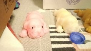 Первое видео с сквиш собачками