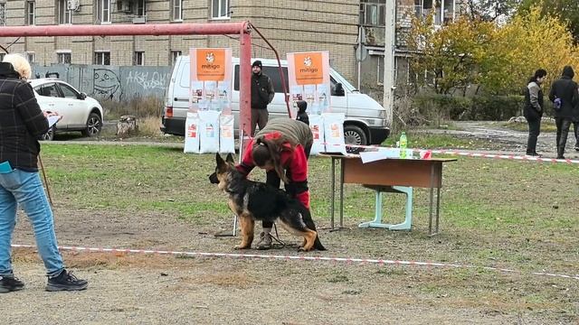 БЕБИ КОБЕЛИ / КЧК ШАХТЫ 3 ноября`25 Н.Павлова Моно немецких овчарок смотреть онлайн