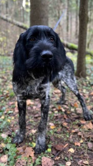 Знакомство щенка с кровяным следом #shorts