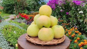 Яблочный натюрморт — 2025(часть 2). Летние сорта яблони в условиях Башкирии.