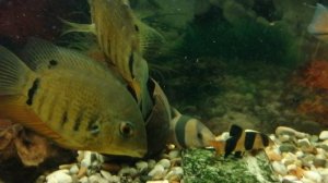 🐟🐟🐟Аквариумные рыбки 🐟🐠🐟