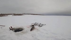 Рыбалка на Енисее. И вновь достойный улов. 12