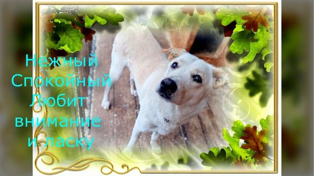 Снежок в ожидании счастья