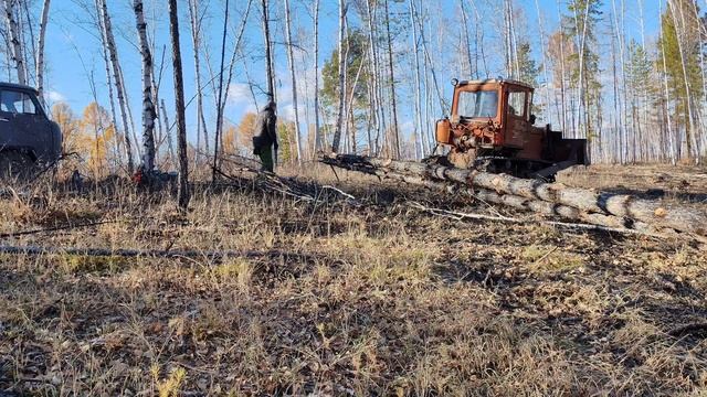 дт 75  лесосека.