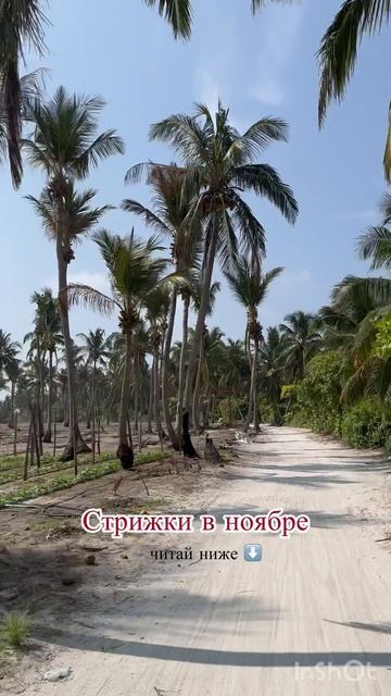 Стрижки по лунному календарю