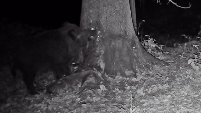 Фото ловушка смотреть онлайн