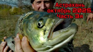АСТРАХАНЬ 2025. Часть3я. Этот клев РАЗОРВАЛ нашу ПСИХИКУ!!! #рыбалка #вобла  #рыбалкавастрахани