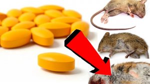 Как избавиться от мышей и крыс навсегда За 1 минуту...!!!...