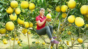 Собираю грейпфрут "Диен", что бы продать его на местном рынке. Жизнь во Вьетнаме