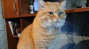 Кот умывается