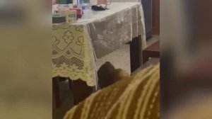 📺 Самые смешные кошки и собаки видео 2025😼🐶попробуй не засмеяться →😜