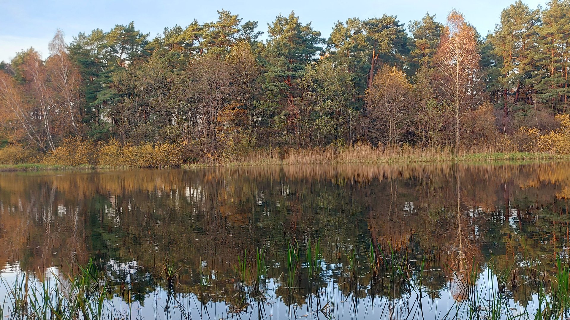 Влог о том,как мы в лес ездили за корой.#мульча#садовыйдекор#любимаядача смотреть онлайн