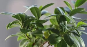 .... Чувствуют ли Растения боль....