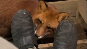 Лиса-Алиса. Лис Игнис и ботинки